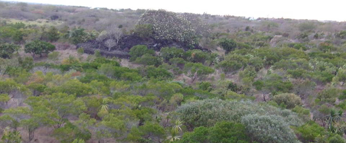 Green Side Anse La Raie Faune et Flore