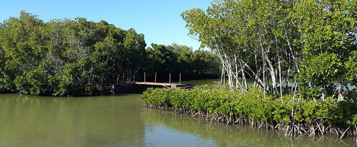 Green Side Anse La Raie pont mangroves