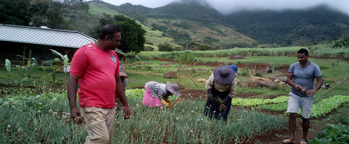 Fermiers au travail Permaculture Cultivant des légumes verts