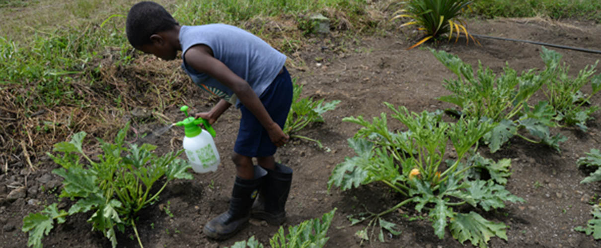 Enfants Volontaires Participant a la ferme bio Ile Maurice