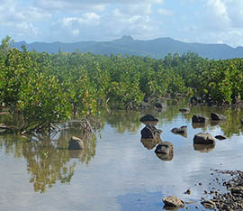 Mangroves protégées de La Chaux Mahébourg