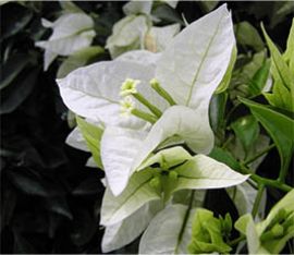 Bougainvillier Blanc Ile Maurice