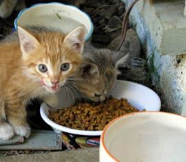 Faire Un Don De Nourriture Pour Les Chatons Affamés