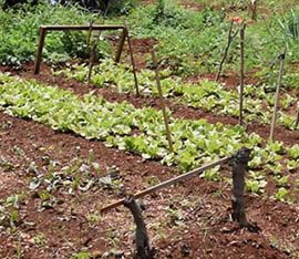 Ferme Bio Agriculture Baie Du Tombeau Ile Maurice