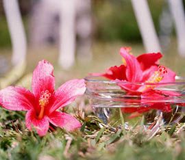 Fleur d'hibiscus orange