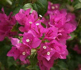 Fleurs De Bougainvilliers Ile Maurice