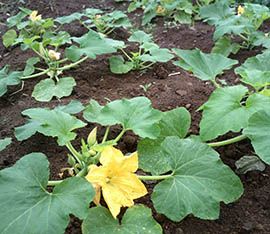 Plantation de courge