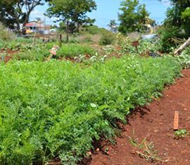 Plantation de légumes Baie Du Tombeau