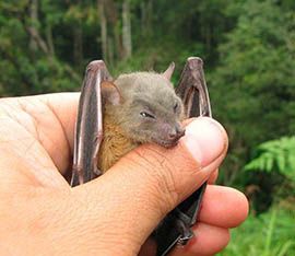 Wild Side chauve-souris à collier blanc