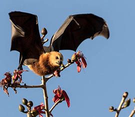 Wild Side East chauve-souris fruitière