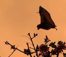 Wild Side East chauve-souris fruitière