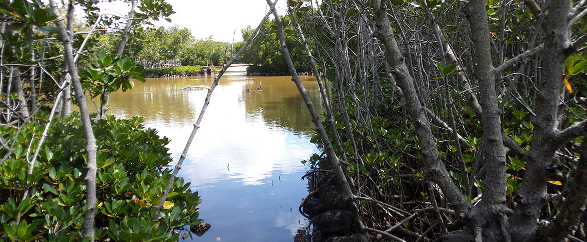 Green side Anse La Raie River mangroves trees