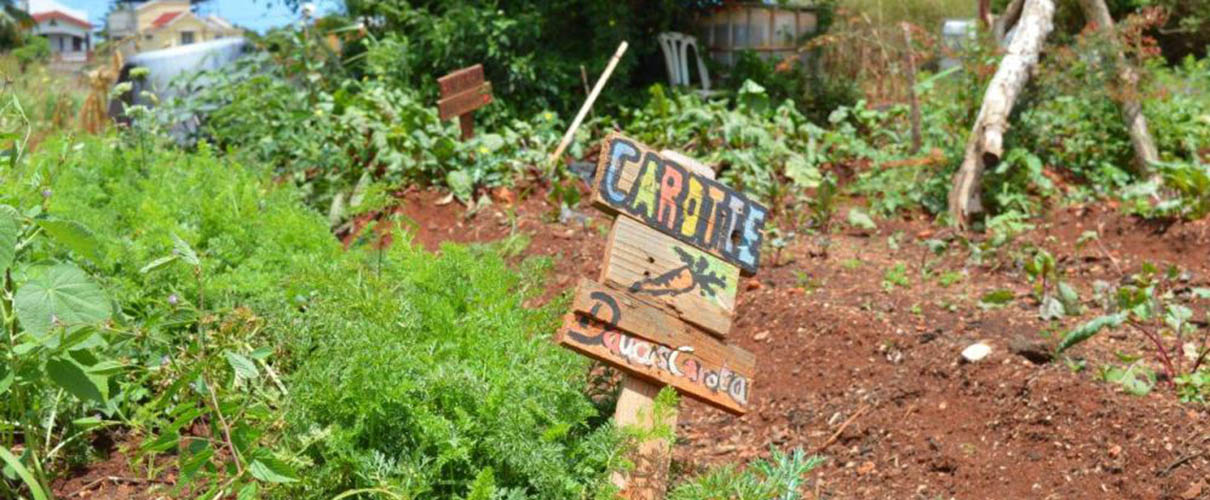 Bio Farm agriculture Baie Du Tombeau