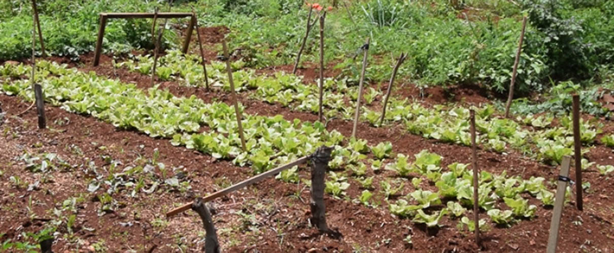 Bio Farm Mauritius Baie Du Tombeau