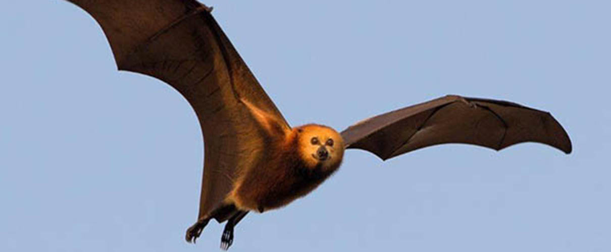 Fruit Bat Flying