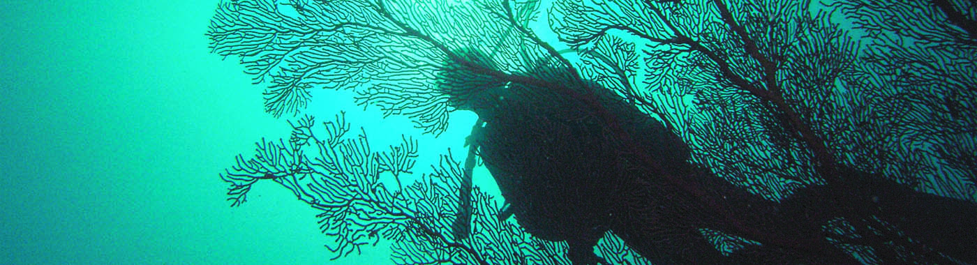 Mourouk Ebony Hotel Diving Rodrigues