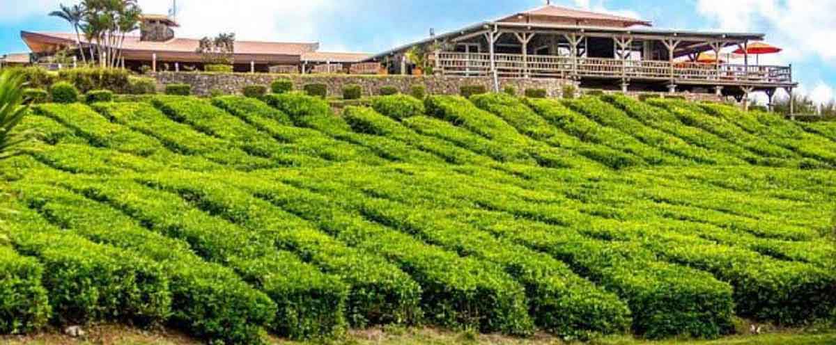 Bois cheri tea plantation