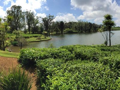 Bois cheri mauritius tea plantation view