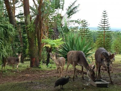 Bubble lodge bois cheri mauritus little farm