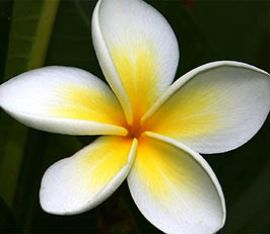 Frangipane Flower Mauritius