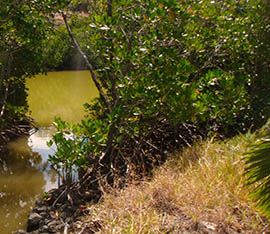 Green Side Anse La Raie mangroves trees