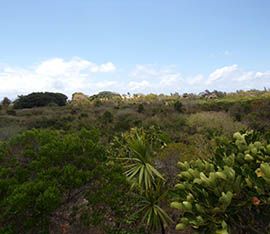 Green Side Faune And Flora Mauritius