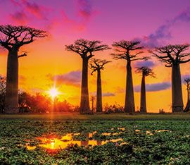 MAdagascar flora and fauna baobab trees