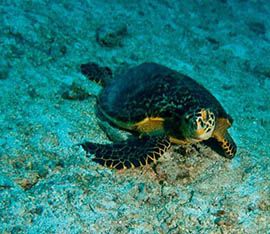  scuba diving trip sea turtle south mauritius